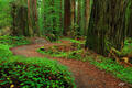F081 Forest Trail in the Humbolt Redwood, California
