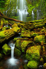 C139 Proxy Falls, Willamette National Forest, Oregon print
