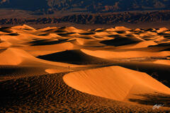 D272 First light on Mesquite Sand Dunes, Death Valley, California print