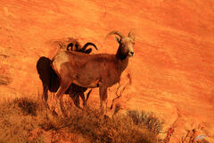 D373 Big Horn sheep, Valley of Fire, Nevada print