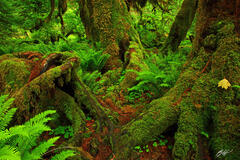 F031 Hoh Rainforest, Olympic National Park, Washington  print
