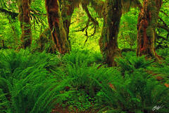 F043 Giant Maples, Hoh Rainforest, Washington print
