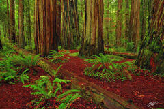 F049Giant Redwoods, Stout Grove, California  print
