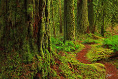 F051 Forest Trail, Rockport State Park, Washington  print