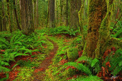 F052 Forest Trail, Rockport State Park, Washington  print