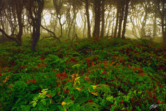 F062 Foggy Path, Seal Rock State Park, Oregon print