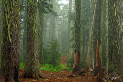 F066 Foggy Bearded Forest, Summit Lake Trail, Washington print
