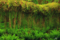 F068 Hanging Mosses, Quinault Rainforest, Washington print