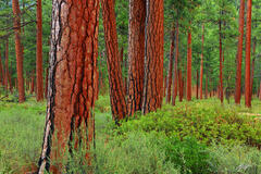 F077 Pondarosa Pines, Willamette National Forest, Oregon print