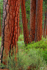 F078 Pondarosa Pines, Willamette National Forest, Oregon print