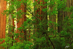 F078 Redwoods, Prairie Creek Redwoods State Park, California print