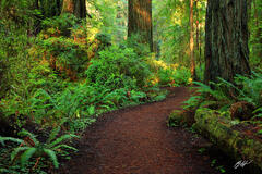 F079 Redwoods, Prairie Creek Redwoods State Park, California print