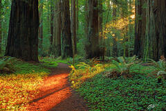 F082 Sunbeam on the Trail, Humbolt Redwoods, California print