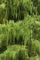 F090 Spanish Moss-Covered Tree , Deception Pass State Park, Washington print