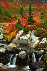 F115 Edith Creek in Fall, Mt Rainier National Park, Washington  print