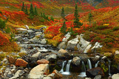 F116 Edith Creek in Fall, Mt Rainier National Park, Washington print