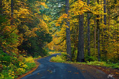 F143 Fall Road, Gifford Pinchot National Forest, Washington print