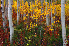 F145 Fall Color and Aspens, North Cascades, Washington  print