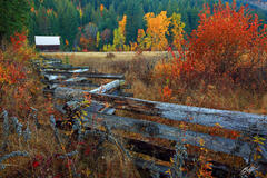 F149 Fall and Fence, Elk Meadows, Trout Lake, Washington print