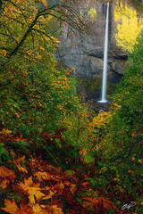 F155 Latourell Falls, Columbia River Gorge, Oregon print