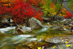 F161 Fall Color and Nason Creek, Washington  print