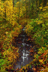 F166 Fall Color and Bridal Veil Creek, Oregon  print