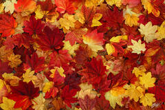F173 Fall Leaves, Lake Wenatchee State Park, Washington print