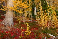 F185 Golden Larch in the Enchanted Forest, Enchantments, Washington  print