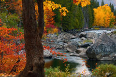 F197 Fall Color and the Wentchee River, Tumwater Canyon, Washington  print