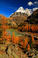 F203 Golden Larch and Mt Huber, Opabin Plateau, Canada print