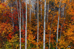 F241 Fall Color and Aspens, Wenatchee National Forest, Washington print