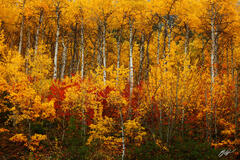 F244 Fall Color and Aspens, Wenatchee National Forest, Washington print