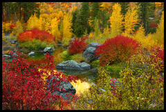 F245 Fall Color in Tumwater Canyon, Washington print