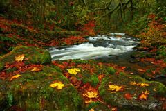 F251 Fall Color and Cedar Creek, Woodland, Washington print