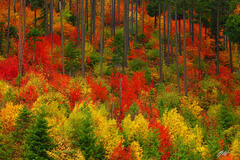 F254 Fall Color in the Trees, Wenatchee National Forest, Washington print