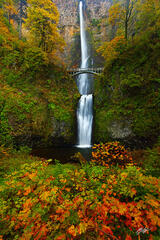 F259 Fall Multnomah Falls, Columbia River Gorge, Oregon  print