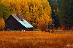 F262 Fall Color Barn and Horses, Highway 2, Washington print