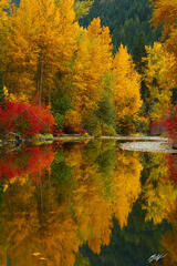 F265 Fall Color Reflected in Nason Creek, Washington print
