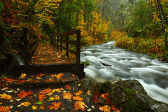 F274 Fall color Tanner Creek, Columbia River Gorge, Oregon  print