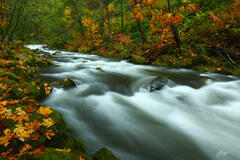 F281 Tanner Creek in Fall, Columbia River Gorge, Oregon  print