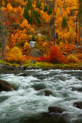 F283  Fall Color, Wenatchee River, Tumwater Canyon, Washington  print