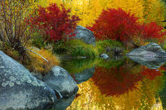 F285 Fall Color Reflections, Tumwater Canyon, Washington  print