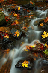 F287 Fall Leaves, Starvation Creek State Park, Oregon  print