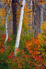 F291 Fall Color and Aspens, Wenatchee National Forest, Washington print