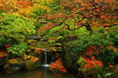 F297 Fall Color, Portland Japanese Garden, Oregon print