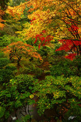 F299 Fall Color, Portland Japanese Garden, Oregon print