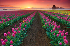 F301 Sunrise Tulip Fields, Skagit Valley, Washington print