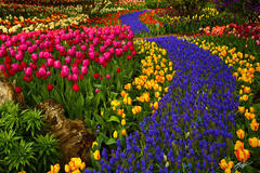 F302 Hyacinth Row in the Tulips, Roozengaarde Garden, Washington print