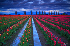 F311 Sunset Tulip Fields, Skagit Valley, Washington print