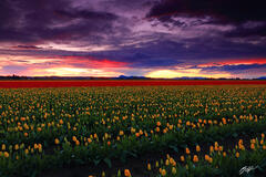 F312 Sunset over Tulip Fields, Skagit Valley, Washington print